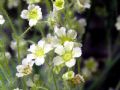 Saxifraga arachnoidea